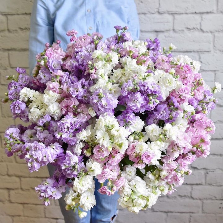 Облако маттиол в Северодвинске