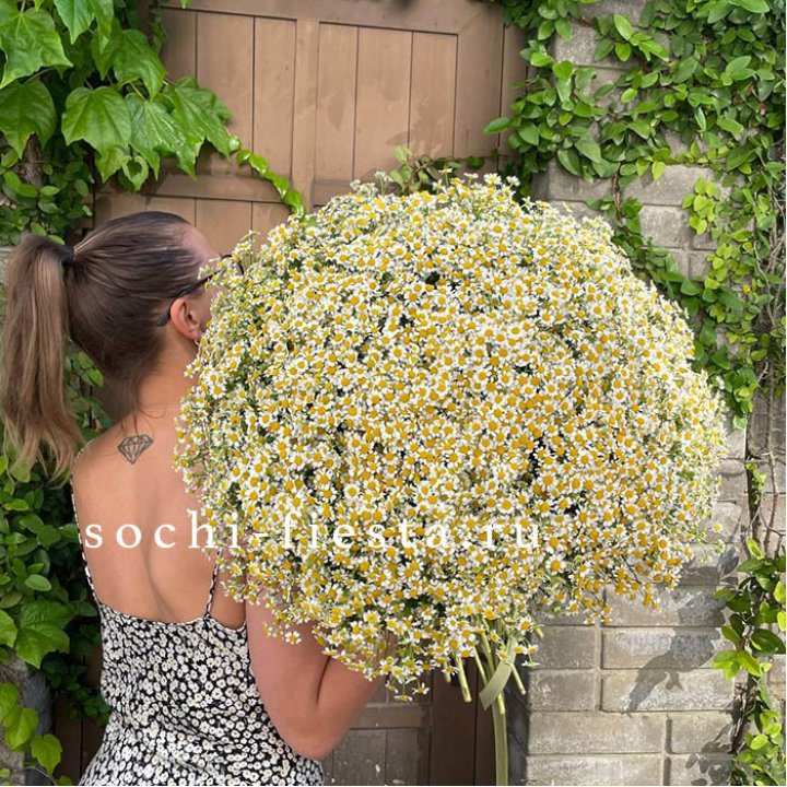 101 ромашка в Северодвинске