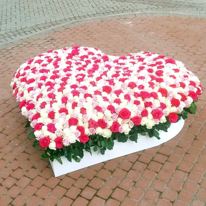 555 роза  в Северодвинске