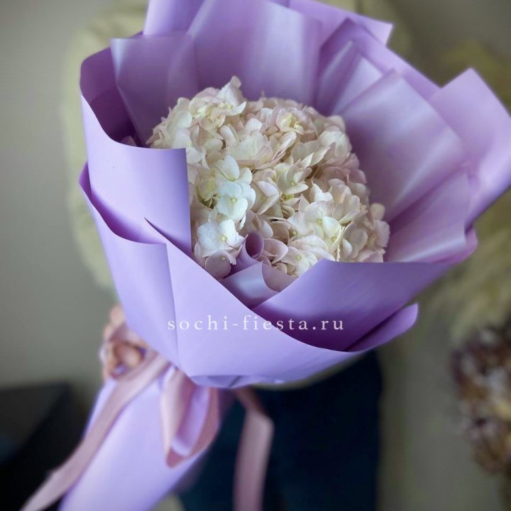 Гортензия розовая в Северодвинске