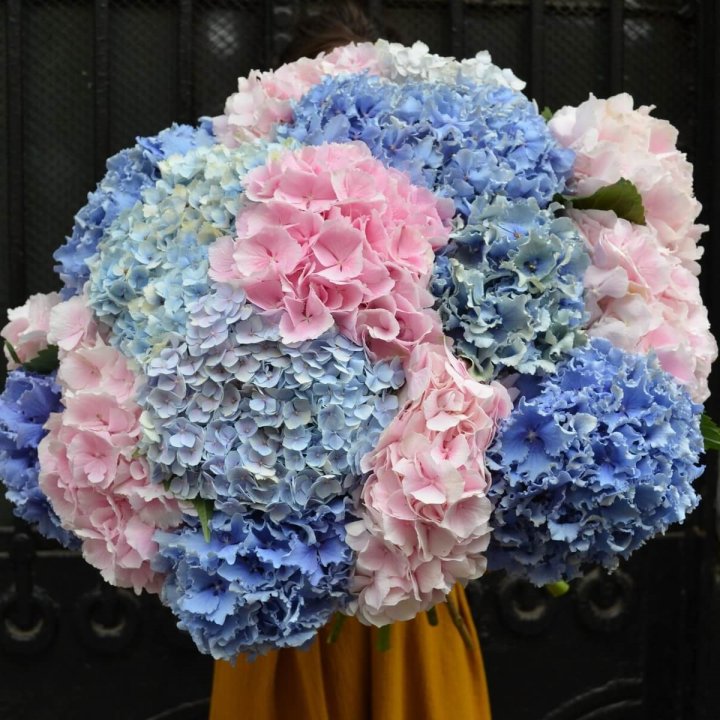 Букет гортензий "Фонтан" в Северодвинске