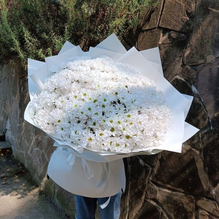 Облако хризантем №2 в Северодвинске