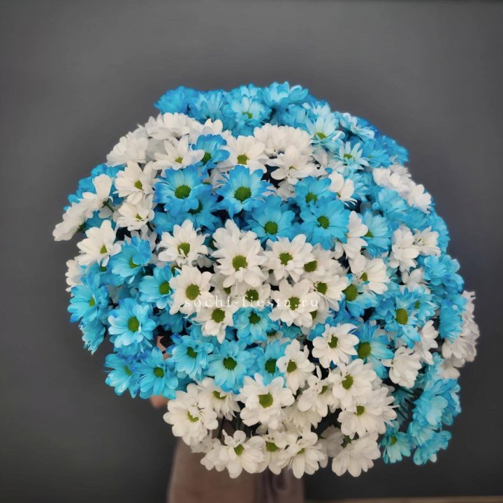  Букет хризантем микс в Северодвинске