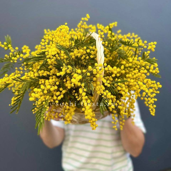 Весенняя корзина мимозы в Северодвинске