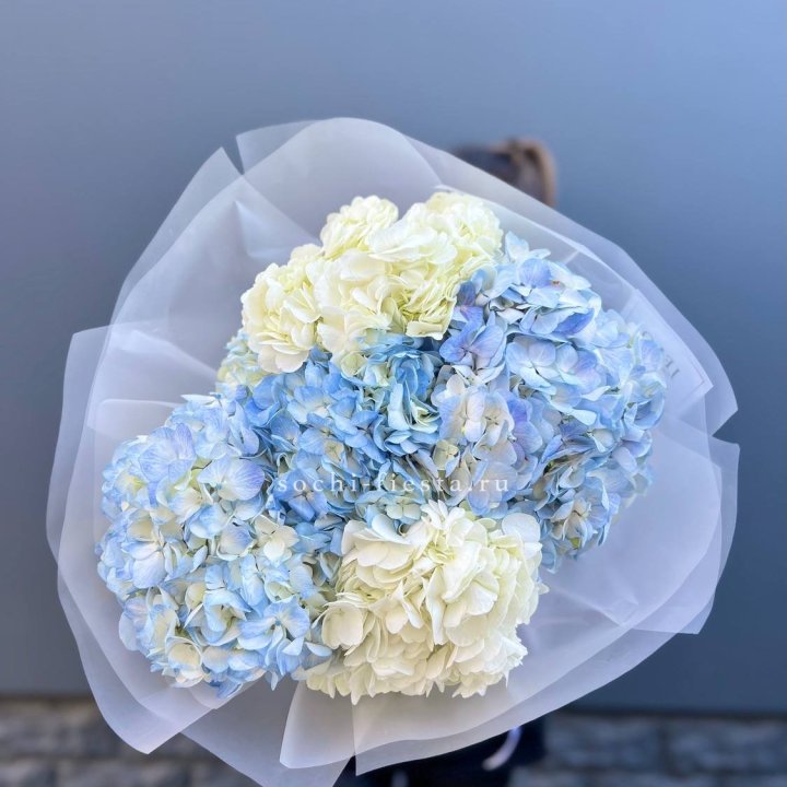 5 бело-голубых гортензий в Северодвинске