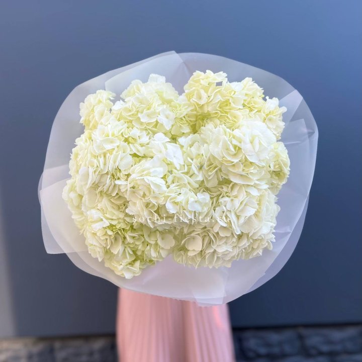 7 белых гортензий в Северодвинске