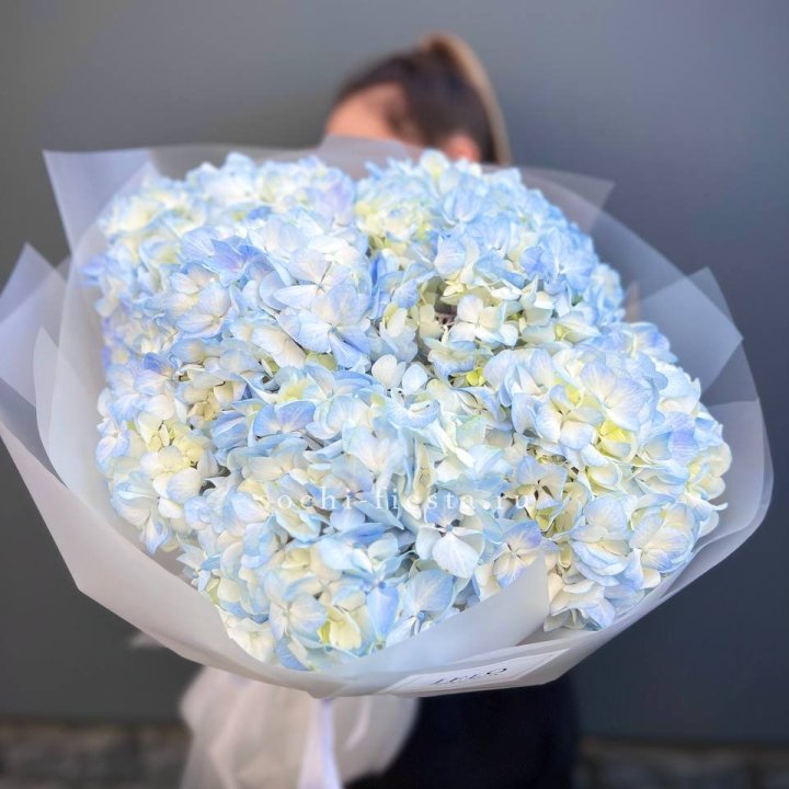 5 голубых гортензий в Северодвинске