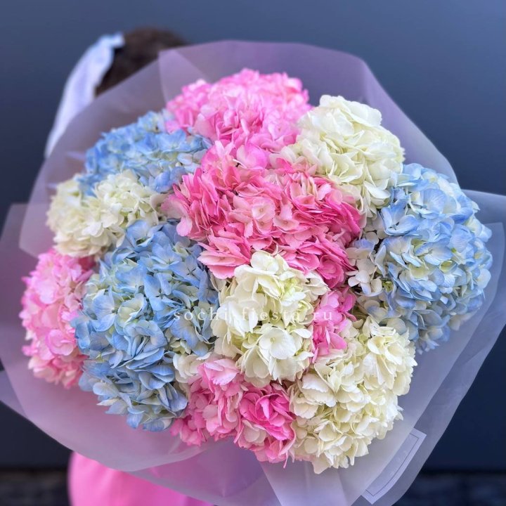 11 гортензий микс в Северодвинске