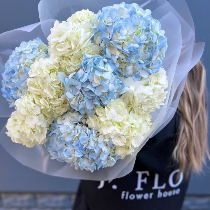 9 бело-голубых гортензий в Северодвинске
