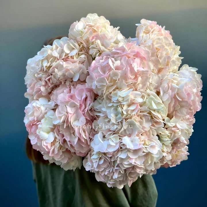 Охапка розовой гортензии в Северодвинске