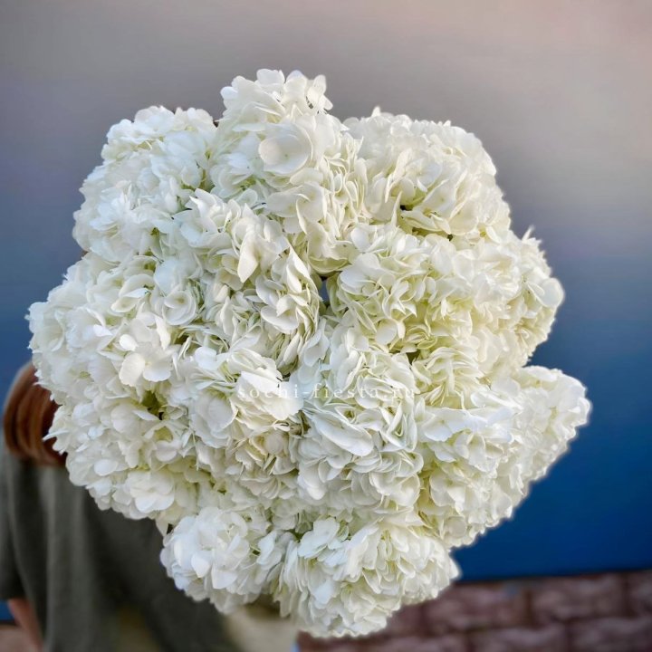 Охапка белой гортензии в Северодвинске