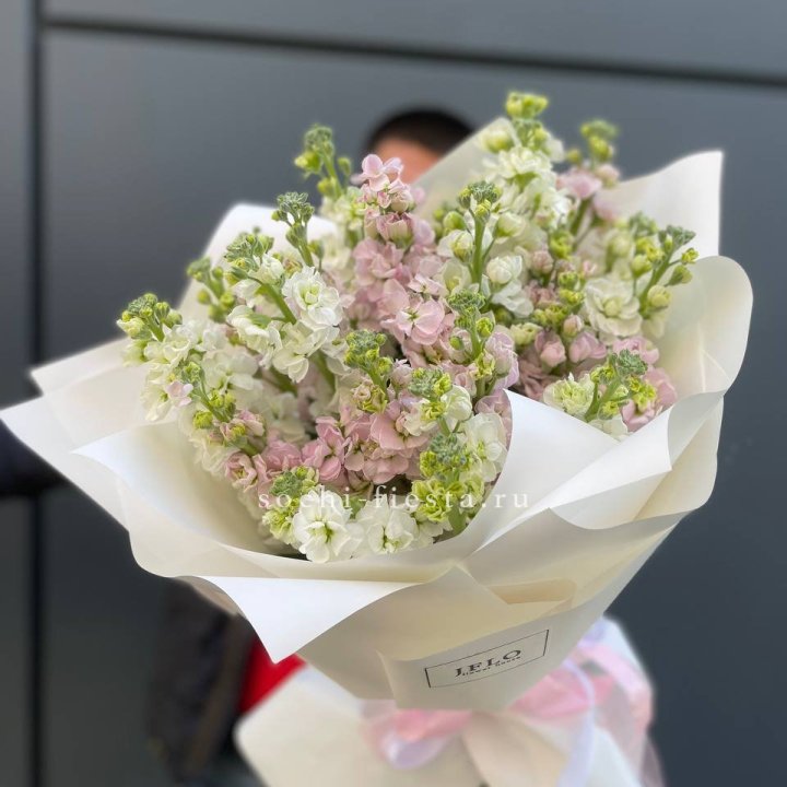 29 маттиол  в Северодвинске