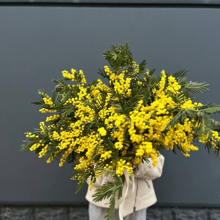 Охопка мимозы в Северодвинске