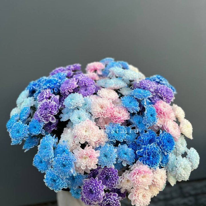 25 цветных хризантем в Северодвинске