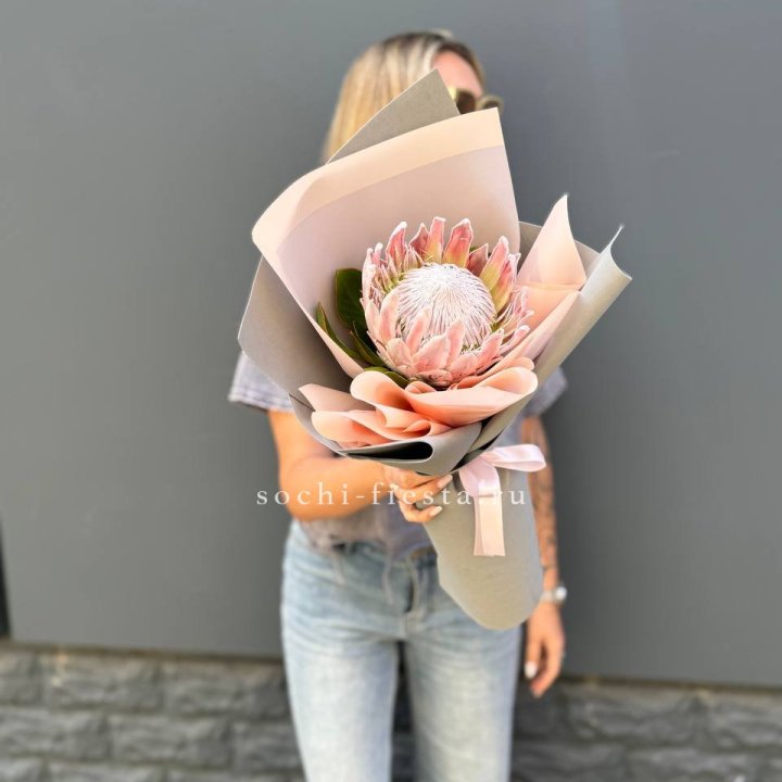 Протея мини  в Северодвинске