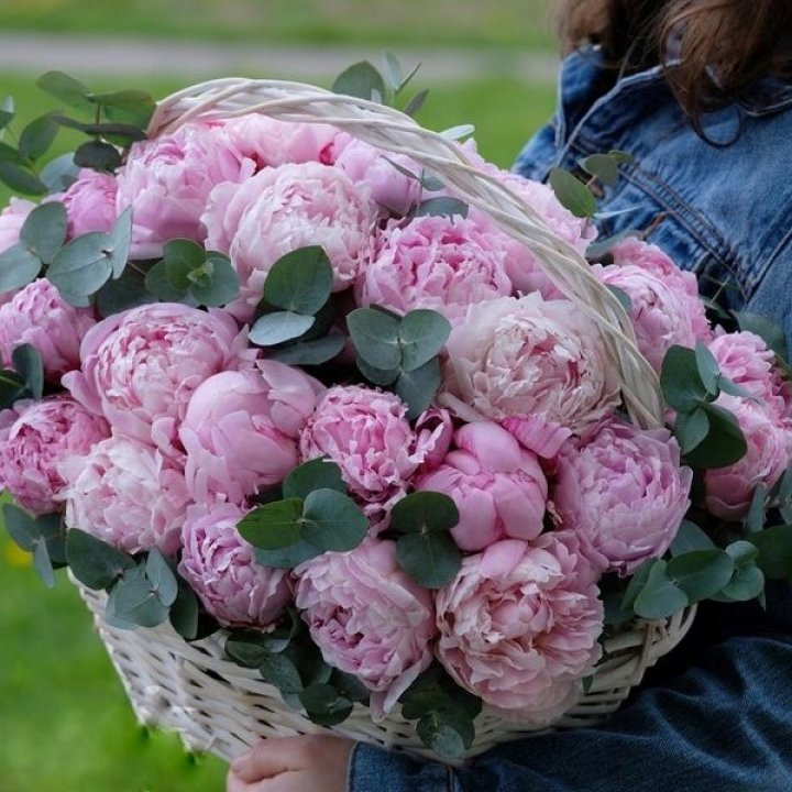 51 пион в корзине в Северодвинске