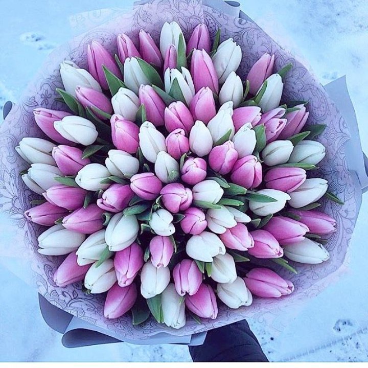 101 тюльпан "Лолипоп" в Северодвинске